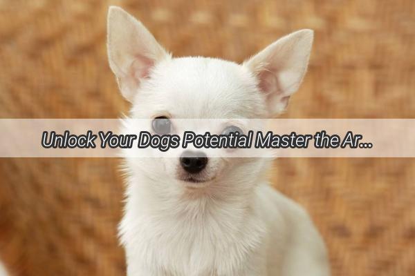 Unlock Your Dogs Potential Master the Art of Dog Training in English